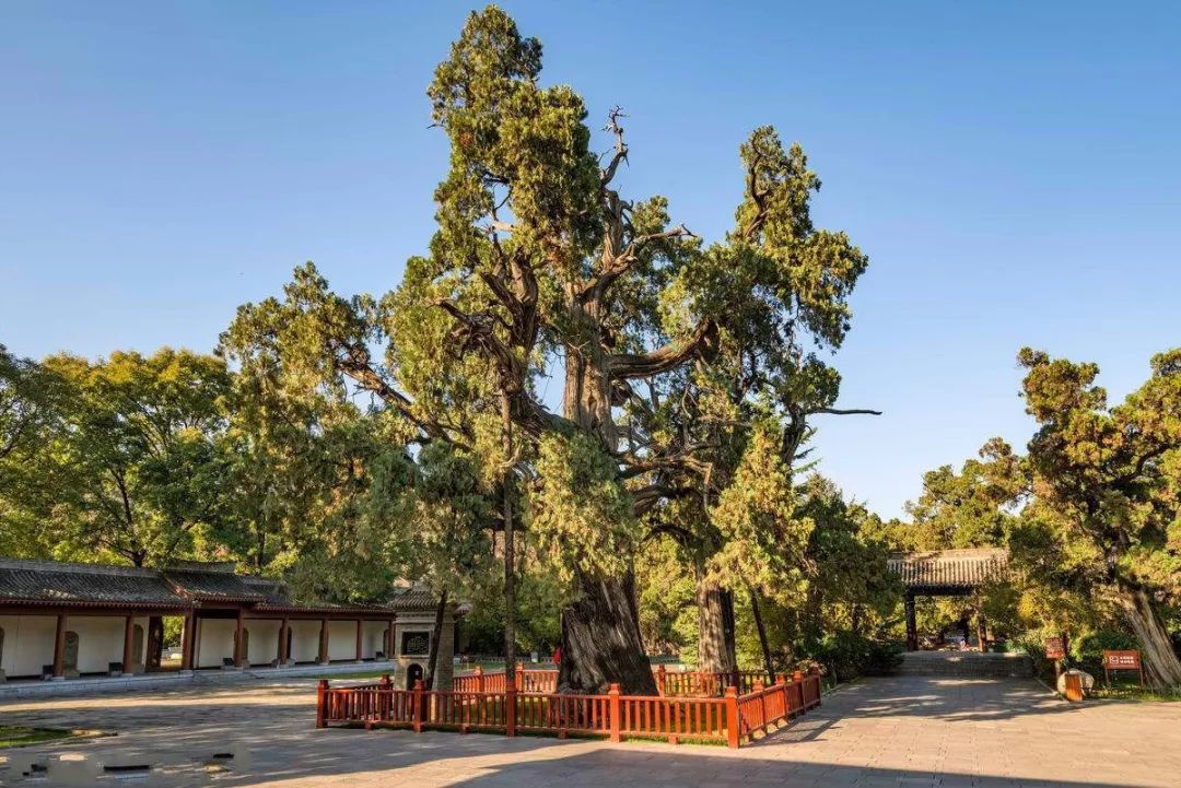 紅木家具圖片 紅木家具圖片