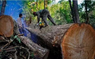 緬甸花梨（大果紫檀）與（刺猬紫檀）非洲花梨木的鑒別！