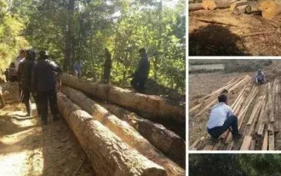 緬花還有多少能砍？資源越來越少了