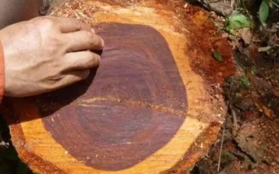 大紅酸枝常見作假手段，注意避開這些陷阱