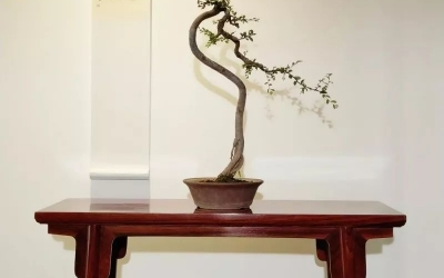 古典家具和盆景相結(jié)合，美不勝收！
